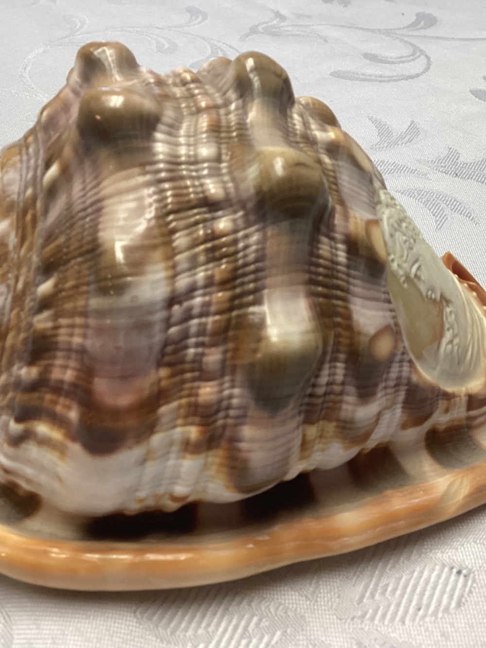 BEAUTIFUL Vintage Italian LARGE Hand Carved Cameo Conch Shell MINT CONDITION - Picture 9 of 10